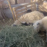 میش بره