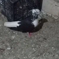 کبوتر
