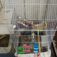 یک جفت عروس هلندی با ۳ عدد تخم