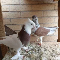 کبوتر با جوجه