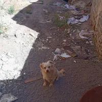 سگ پشمالو یک بار باید موهاشو کوتاه کنی تا بلند بشه