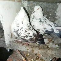 یک جفت کبوتر سوسک