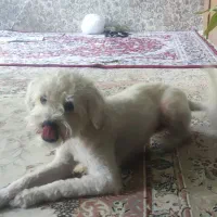 سگ باهوش حرف گوش کن