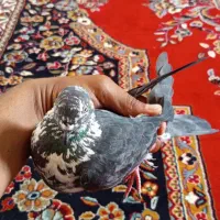 ماده سوسکی