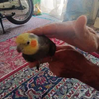عروس هلندی نر