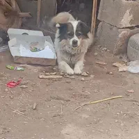 سگ پاکوتاه توافقی