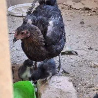 جوجه مرغ و خروس و مرغ جوجه دار
