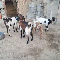 دو ماده ودوتا نر ۳ماهه