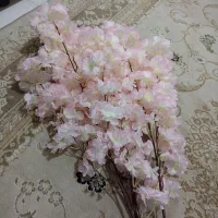 شکوفه گیلاس
