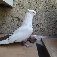 ماده قهوه‌ای