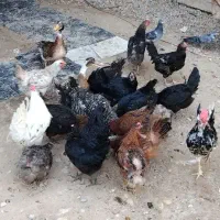 مرغ و خروس و جوجه