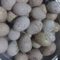 تخم بوقلمون ۵۰عدد نطفه دار