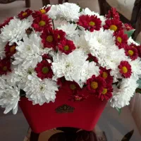 گل طبیعی|گل و گیاه طبیعی|مشهد, سرافرازان|دیوار
