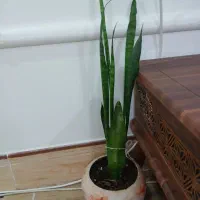 گل خورموج