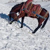 پیج اینستا کوردی ۳۵۰ هزار فالوور واقعی