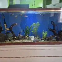 اکواریم
