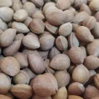 بادام کوهی