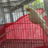 عروس هلندی با جوجه