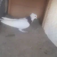 کبوتر طوقی