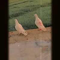 کفتر