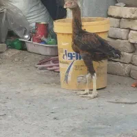 جوجه خروس لاری