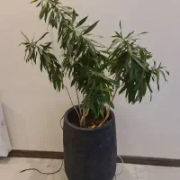 پیله مووآ (بامبو)