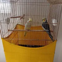 طوطی|پرنده|ماکو, |دیوار