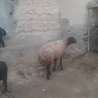 یک عدد میش بدونه بره