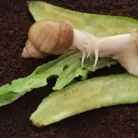 حلزون طبی، آرایشی آچاتینا