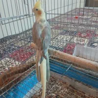 عروس هلندی ماده