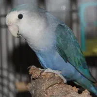 طوطی برزیلی گمشده