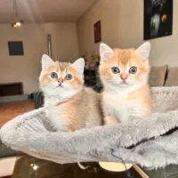 بریتیش شورت‌هیر دختر خاصو فوق لاکچری (چهره عروسکی)