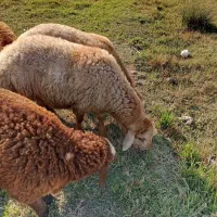 بره نر|حیوانات مزرعه|اردبیل, |دیوار