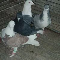 کبوتر|پرنده|چترود, |دیوار