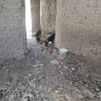 سگ نگهبان