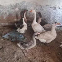 غاز