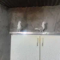 کفتر پوشتی