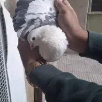 کبوتر|پرنده|تهران, مسعودیه|دیوار