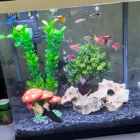 آکواریوم در حد نو