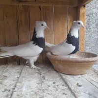 نرو ماده طوقی مهر