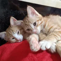 دو قلاده توله گربه هر دو دختر