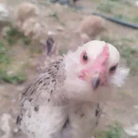 جوجه نیمچه برهما خرورس مرغ