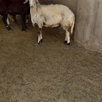 گوسفند،شیشک،میش