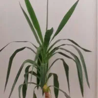 گل و گیاه