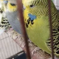مرغ عشق پروانه ای، انگلیسی، معمولی