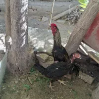 مرغ وخروس لاری