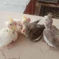 جوجه عروس هلندی سرلاکی