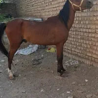 نریان سواری جوان