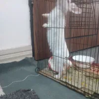 خرگوشه سفیده بامزه