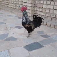 یک عدد خروس گلین جوان و سالم